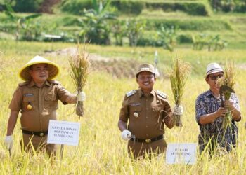 Panen padi di Sumedang.(Foto: Humas Pemkab Sumedang)