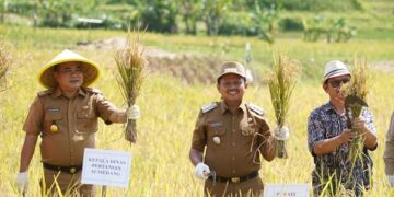 Panen padi di Sumedang.(Foto: Humas Pemkab Sumedang)