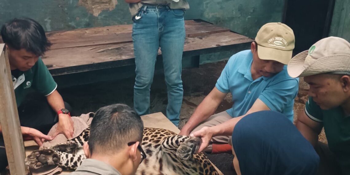 Pemeriksaan kesehatan hewan di Kebun Binatang Bandung.(Foto: Humas Pemkot Bandung)