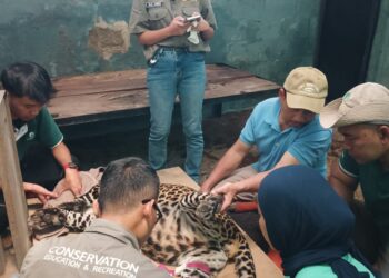 Pemeriksaan kesehatan hewan di Kebun Binatang Bandung.(Foto: Humas Pemkot Bandung)