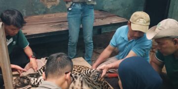 Pemeriksaan kesehatan hewan di Kebun Binatang Bandung.(Foto: Humas Pemkot Bandung)