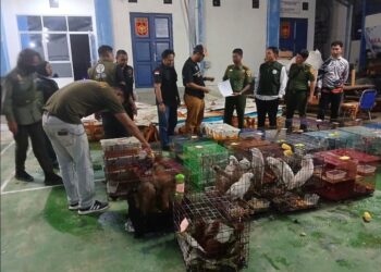Pengamanan satwa langka (Foto: Dok. Gakkum Kemenhut)