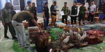 Pengamanan satwa langka (Foto: Dok. Gakkum Kemenhut)