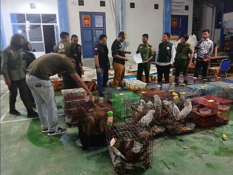 Pengamanan satwa langka (Foto: Dok. Gakkum Kemenhut)