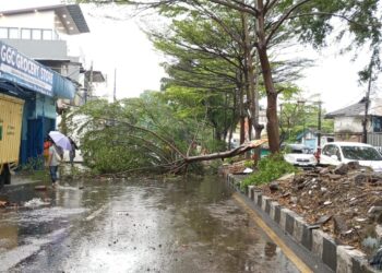 Pohon tumbang.(Foto: Humas Pemkot Bandung)