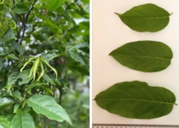 Tanaman kenanga.(Foto: Dok. BRIN)