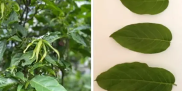 Tanaman kenanga.(Foto: Dok. BRIN)