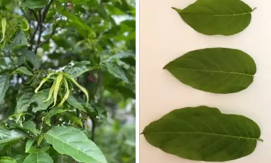 Tanaman kenanga.(Foto: Dok. BRIN)