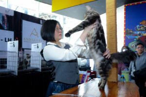 Shibuya Catwalk International Cat Show.(Foto: Humas Pemkot Bandung)