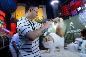 Shibuya Catwalk International Cat Show.(Foto: Humas Pemkot Bandung)