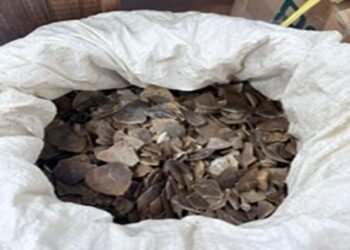 Sisik trenggiling.(Foto: Dok. Kemenhut)