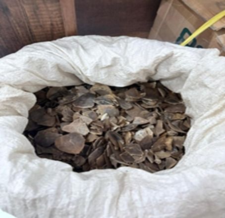 Sisik trenggiling.(Foto: Dok. Kemenhut)