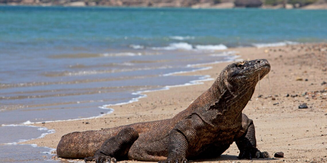 Taman Nasional Komodo.(Image:Pexels)