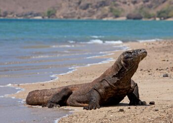 Taman Nasional Komodo.(Image:Pexels)