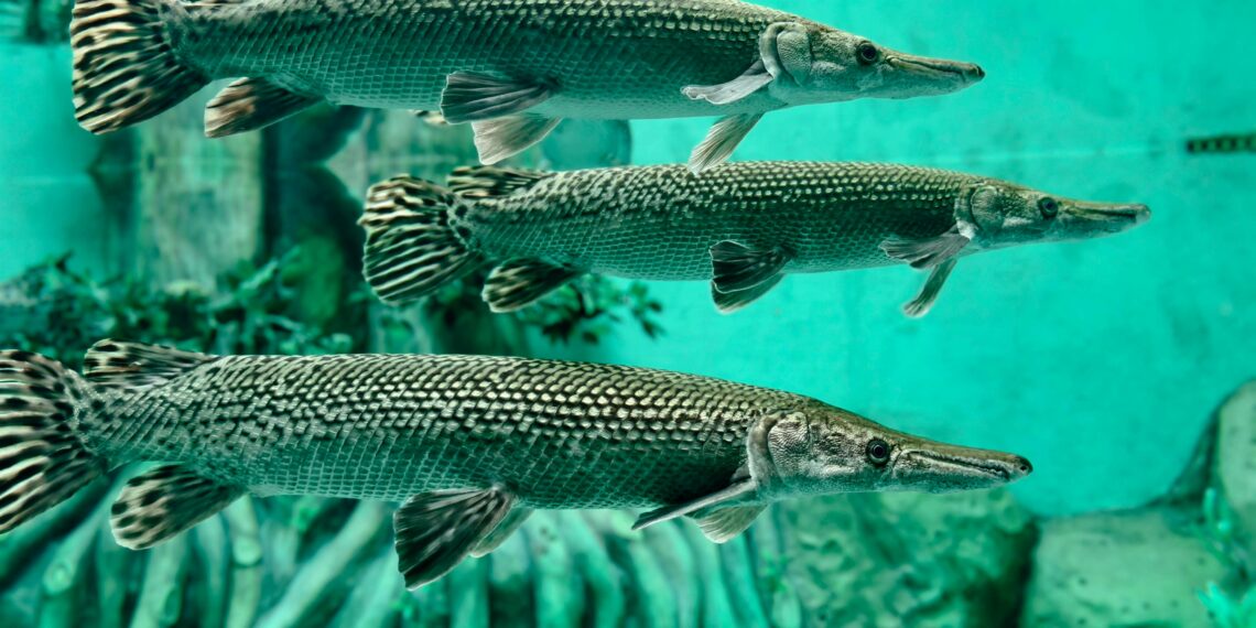 Ikan alligator gar.(Foto: Pexels)