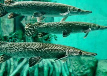 Ikan alligator gar.(Foto: Pexels)