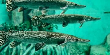 Ikan alligator gar.(Foto: Pexels)