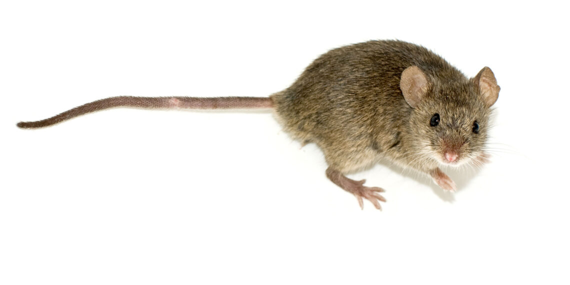 Tikus (Wiki)