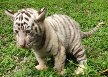 Anak harimau benggala putih lahir di Taman Safari Prigen.(Foto: Humas Kemenhut)
