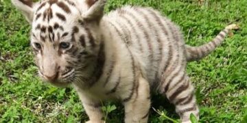 Anak harimau benggala putih lahir di Taman Safari Prigen.(Foto: Humas Kemenhut)