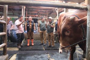 Bupati Kuningan Dian Rachmat Yanuar meninjau sapi kurban.(Foto: Humas Pemkab Kuningan)