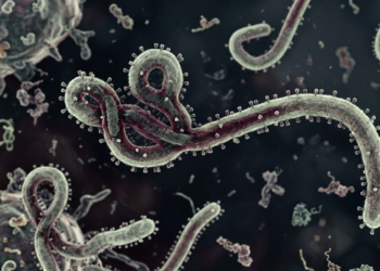 Virus ebola.(Image: Kemenkes)