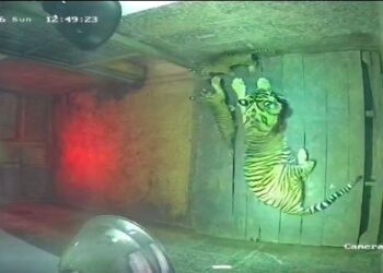 Induk harimau dan anaknya.(Foto: Humas Kemenhut)