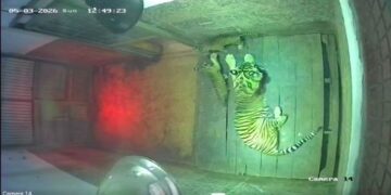 Induk harimau dan anaknya.(Foto: Humas Kemenhut)