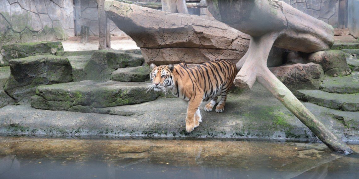 Harimau di Kebun Binatang Bandung.(Foto: Humas Pemkot Bandung)