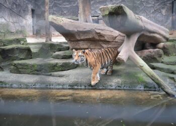 Harimau di Kebun Binatang Bandung.(Foto: Humas Pemkot Bandung)