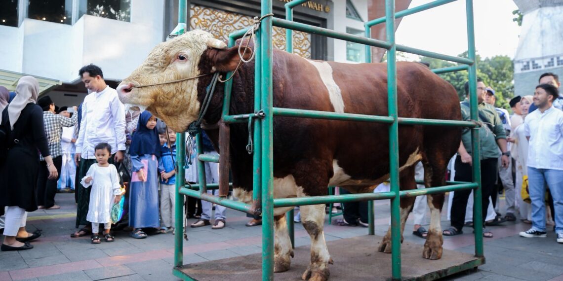 Sapi kurban.(Foto: Humas Pemkot Bandung)