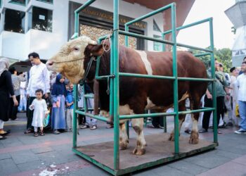 Sapi kurban.(Foto: Humas Pemkot Bandung)