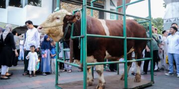 Sapi kurban.(Foto: Humas Pemkot Bandung)