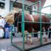 Sapi kurban.(Foto: Humas Pemkot Bandung)