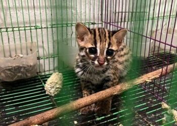 Kucing Kuwuk.(Foto: Dok. Humas Kemenhut)