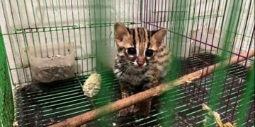 Kucing Kuwuk.(Foto: Dok. Humas Kemenhut)