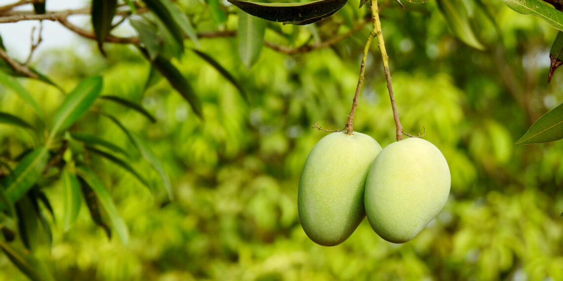Mangga
