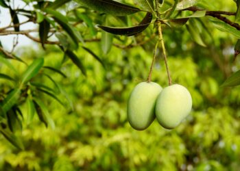 Mangga
