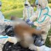 Penanganan harimau mati di Bengkulu.(Foto: Humas Kemenhut)