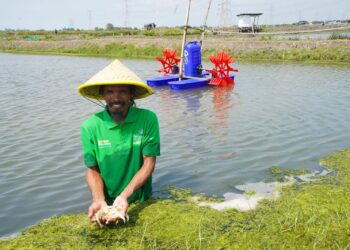 Petani atau penambak udang.(Foto: Istimewa)