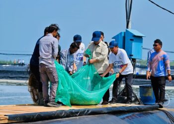 Presiden Prabowo Subianto melaksanakan panen raya udang dan meninjau kegiatan sortir hasil panen di lokasi tambak Budi Daya Udang Berbasis Kawasan (BUBK) Kebumen, Jawa Tengah, pada Sabtu (23/05/2026).(Foto: Setneg)