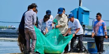 Presiden Prabowo Subianto melaksanakan panen raya udang dan meninjau kegiatan sortir hasil panen di lokasi tambak Budi Daya Udang Berbasis Kawasan (BUBK) Kebumen, Jawa Tengah, pada Sabtu (23/05/2026).(Foto: Setneg)