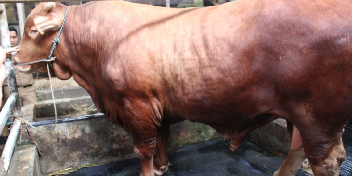 Sapi bernama Diego, hewan kurban Presiden Prabowo di Kabupaten Kuningan.(Foto: Humas Pemkab Kuningan)