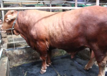 Sapi bernama Diego, hewan kurban Presiden Prabowo di Kabupaten Kuningan.(Foto: Humas Pemkab Kuningan)