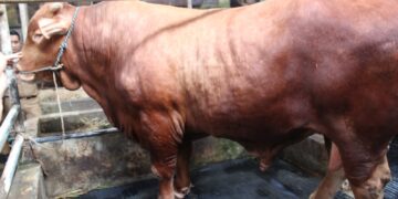 Sapi bernama Diego, hewan kurban Presiden Prabowo di Kabupaten Kuningan.(Foto: Humas Pemkab Kuningan)