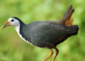 Burung kareo padi.(Foto: BRIN)