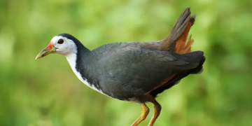 Burung kareo padi.(Foto: BRIN)