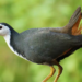 Burung kareo padi.(Foto: BRIN)