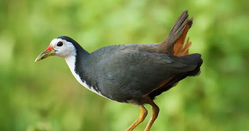 Burung kareo padi.(Foto: BRIN)