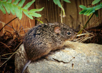 Tikus kapas, Sigmodon hispidus, adalah salah satu pembawa hantavirus atau virus hanta.(Image: wikipedia)